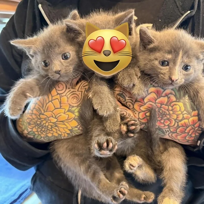 Buffy thumbnail 4