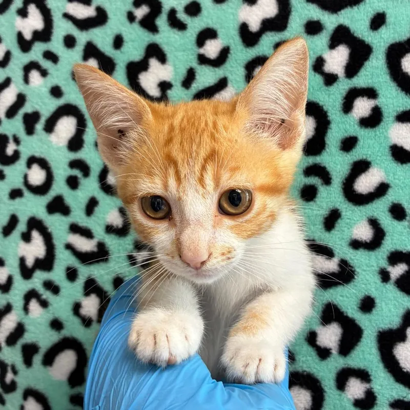 A baby small-sized female Orange / Red Domestic Short Hair cat named Coral for adoption in San Antonio, TX