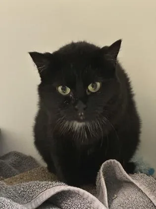 A young medium-sized female Domestic Short Hair cat named Trixie for adoption in Traverse City, MI