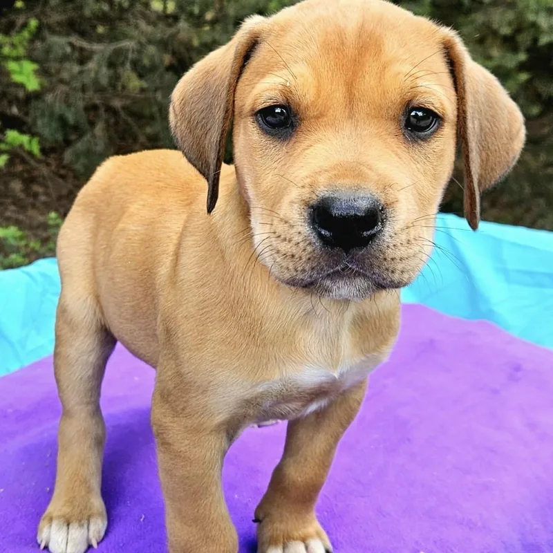 A baby large-sized male Yellow / Tan / Blond / Fawn Labrador Retriever dog named Tangelo for adoption in Pelham, NH