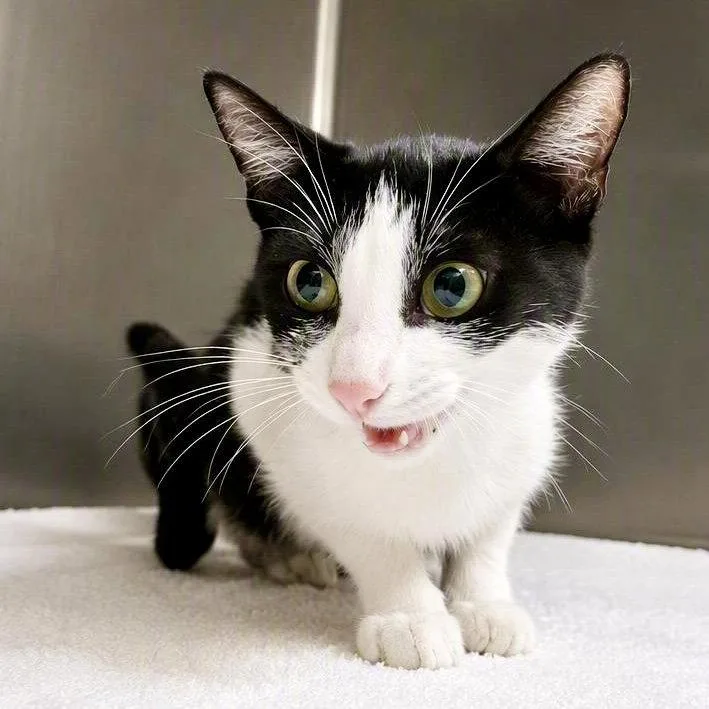 A young small-sized female White Domestic Short Hair cat named Daphne for adoption in Oakland, CA