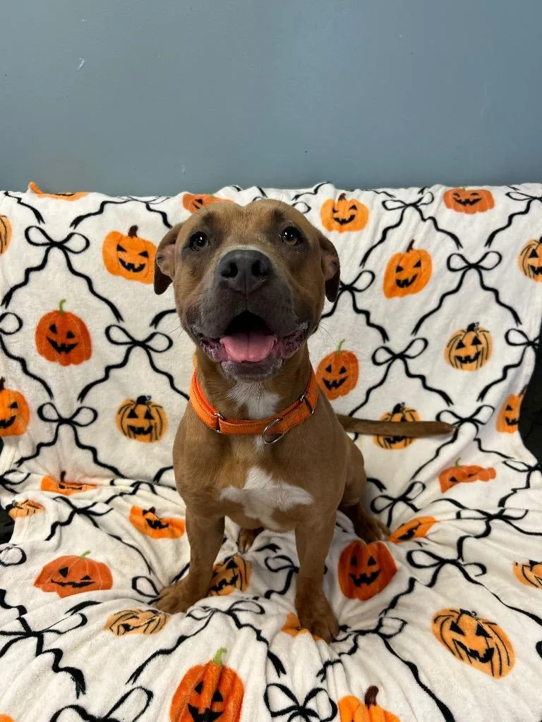 A young medium-sized male Pit Bull Terrier dog named Bowie for adoption in Marion, OH