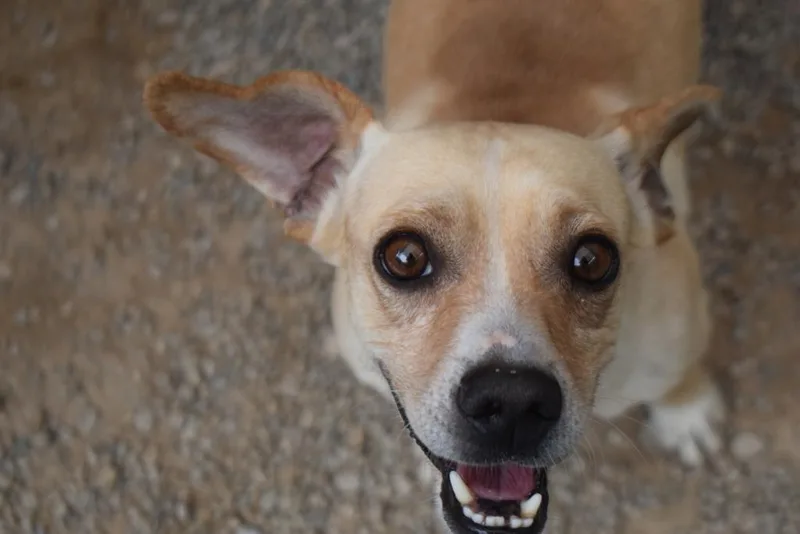 A young medium-sized male Chihuahua dog named David for adoption in Pahrump, NV