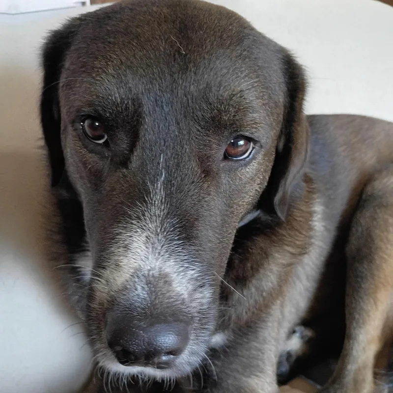 A young large-sized male Sable Mixed Breed dog named Buddy for adoption in Louisburg, KS
