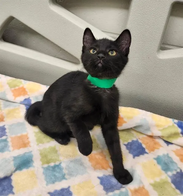 A baby small-sized male Domestic Short Hair cat named Noah for adoption in Peoria, IL