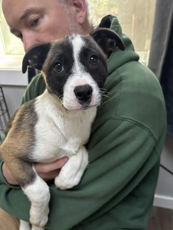 Magnolia thumbnail 2