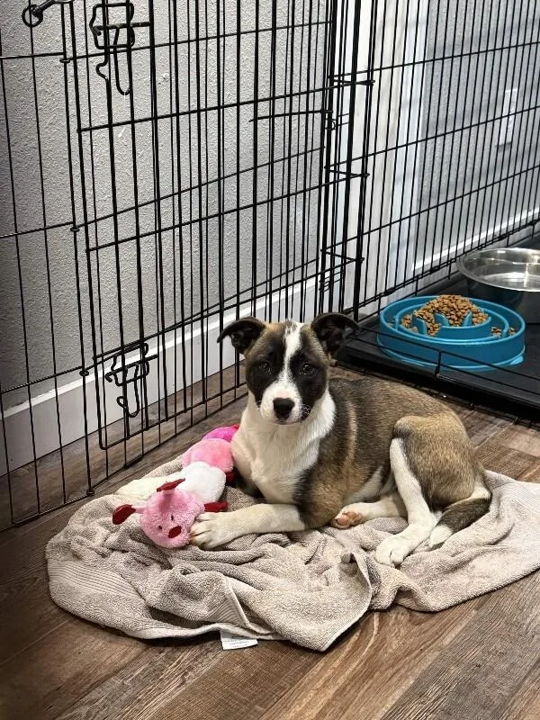 Magnolia thumbnail 3