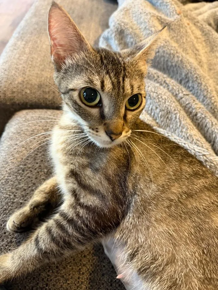 An adult medium-sized female Domestic Short Hair cat named Candi for adoption in Wellington, FL