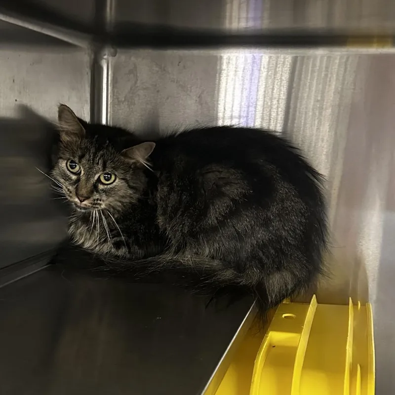 An adult medium-sized female Domestic Medium Hair cat named Tosie for adoption in Manhattan, KS