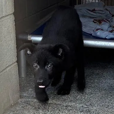 A young medium-sized male Black Mixed Breed dog named Ted for adoption in Jeffersonville, IN