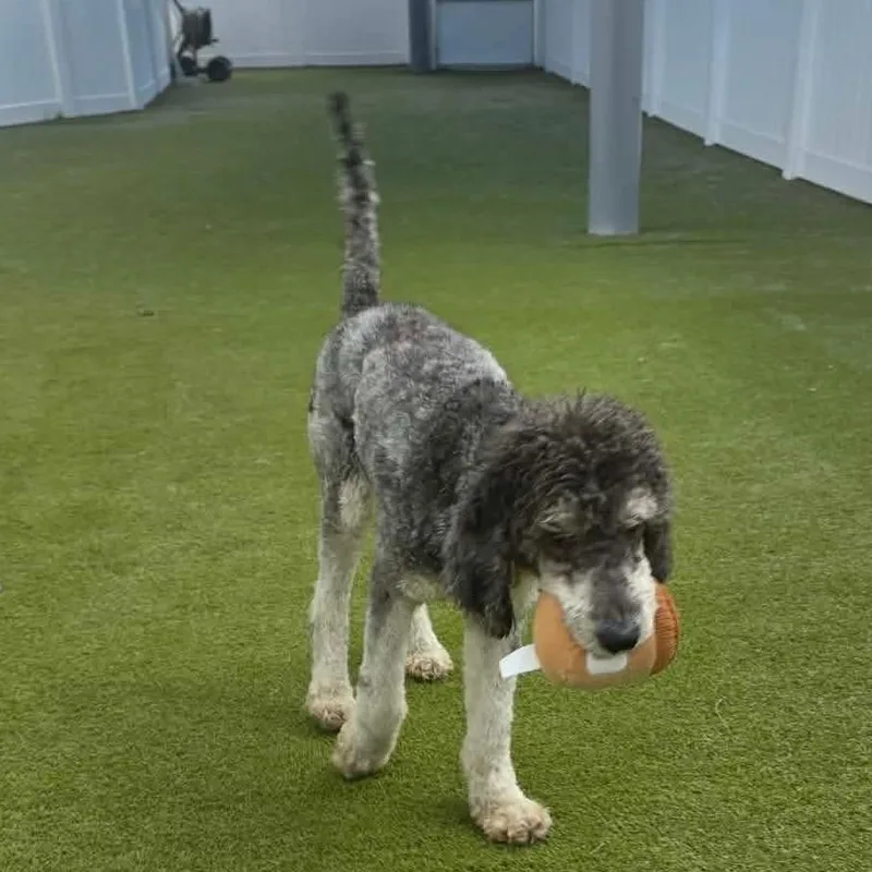 An adult medium-sized female Standard Poodle dog named Nomi for adoption in Tampa, FL