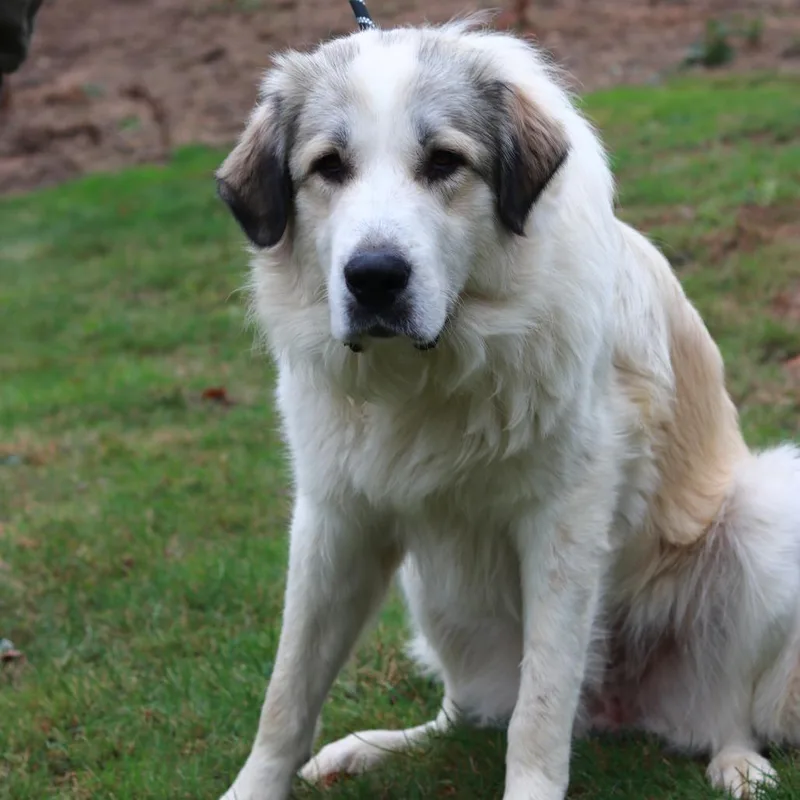 An adult extra large-sized male White / Cream Great Pyrenees dog named CT Biscuit for adoption in Eastford, CT