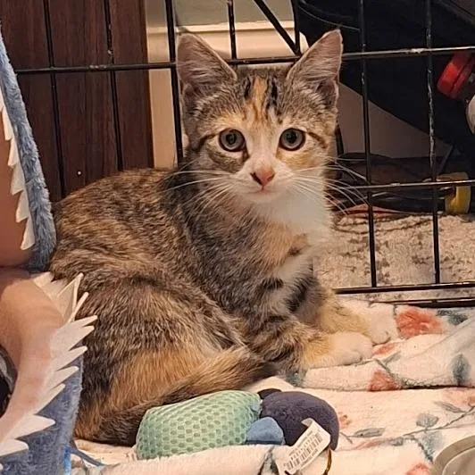 A baby small-sized female Calico Domestic Short Hair cat named Gadget for adoption in Brooklyn, NY