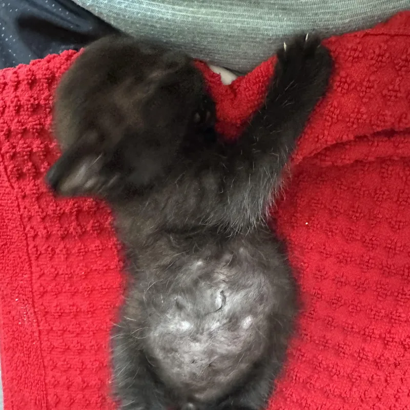 A baby medium-sized male Black Domestic Medium Hair cat named Taft for adoption in Easley, SC