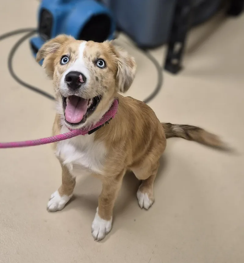 A young medium-sized female Australian Shepherd dog named Lady for adoption in Schertz, TX