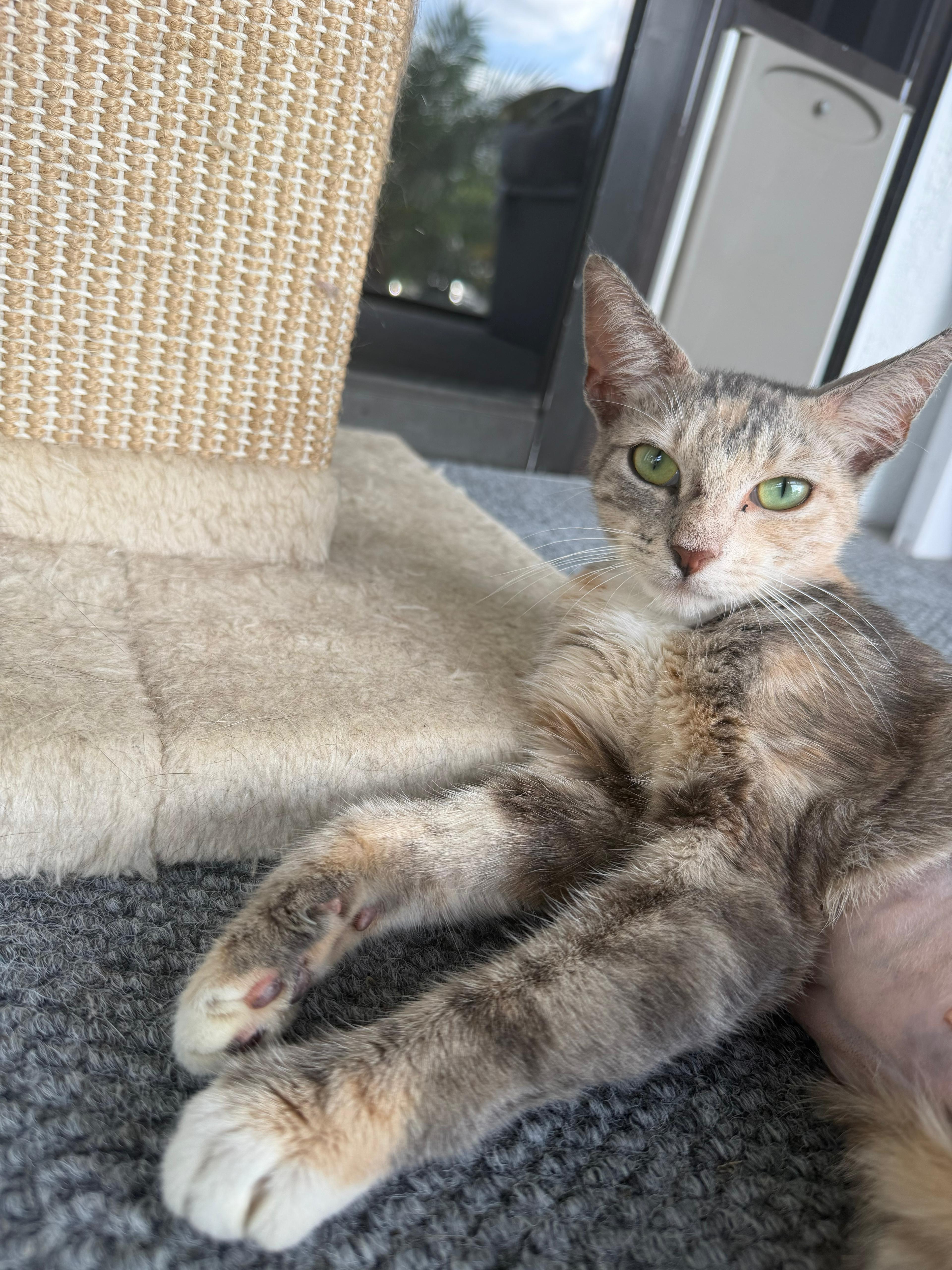 A young medium-sized female Dilute Calico Domestic Short Hair cat named Dulce for adoption in Lauderhill, FL