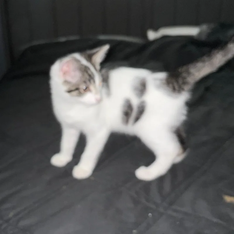 A baby small-sized male Brown / Chocolate Domestic Short Hair cat named Oatmeal for adoption in Medina, OH
