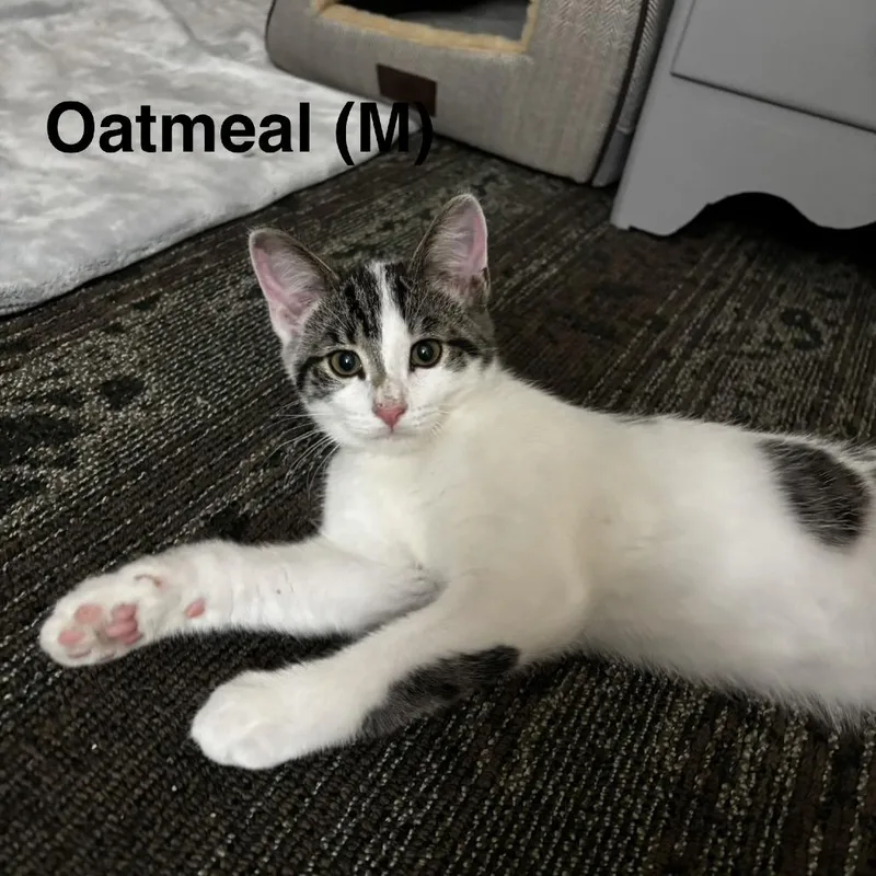 Oatmeal thumbnail 3