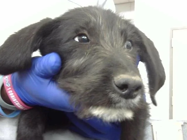 A baby large-sized male Mixed Breed dog named Cubone for adoption in Dallas, TX