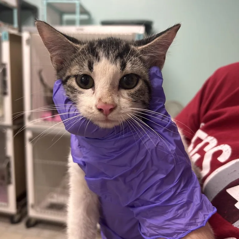 A baby small-sized male Brown / Chocolate Domestic Short Hair cat named Linus for adoption in Charleston, WV