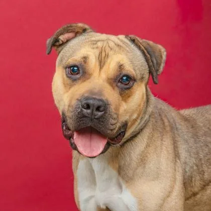 An adult medium-sized female Pit Bull Terrier dog named Amari for adoption in Mount Holly, NJ