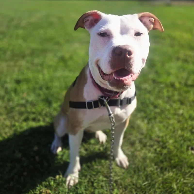 An adult medium-sized female Yellow / Tan / Blond / Fawn Pit Bull Terrier dog named Reign Marie for adoption in Champaign, IL