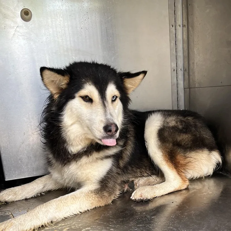 An adult medium-sized female Black Husky dog named Deidra for adoption in Edinburg, TX