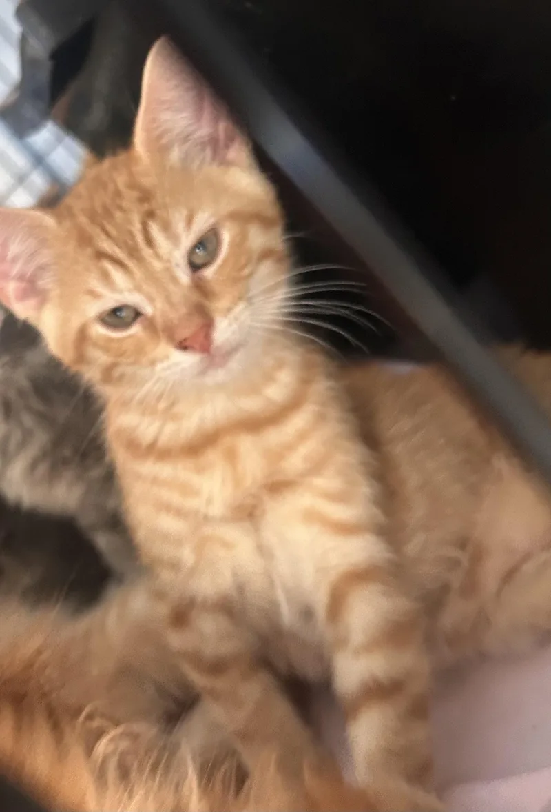 A baby medium-sized male Tabby (Orange / Red) Domestic Short Hair cat named Timon for adoption in Gerrardstown, WV
