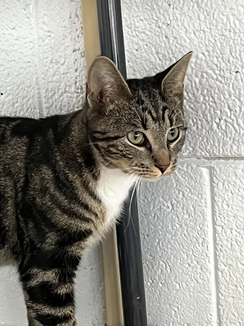 A young medium-sized male Tabby (Brown / Chocolate) Tabby cat named Jacks for adoption in Morganton, NC