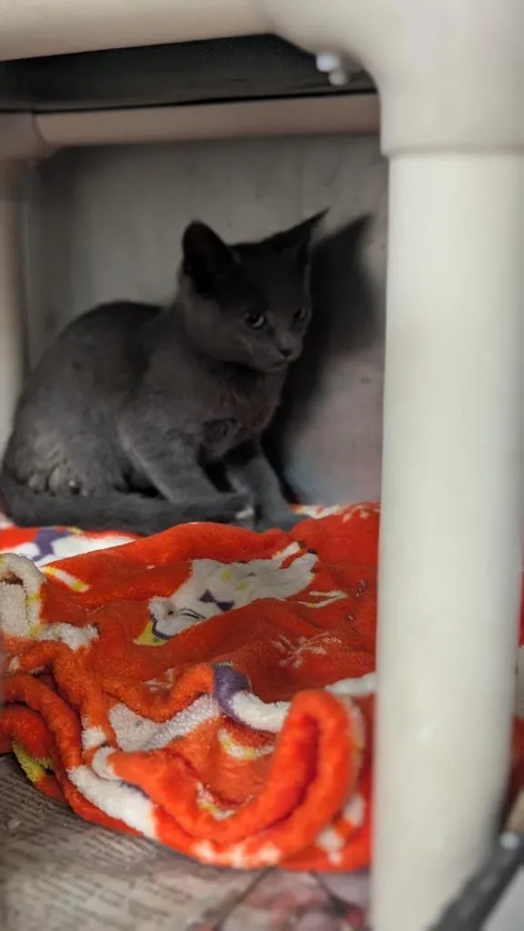 A baby medium-sized male Domestic Short Hair cat named Tarantula for adoption in Cincinnati, OH