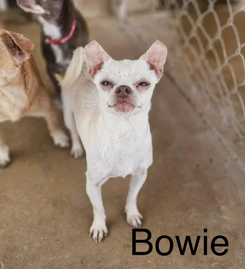 An adult small-sized male Chihuahua dog named Bowie for adoption in New London, WI