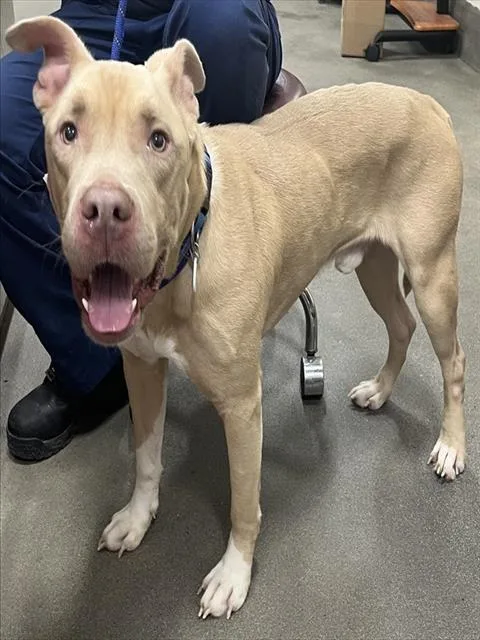 A young medium-sized male Pit Bull Terrier dog named Scout for adoption in Upper Marlboro, MD