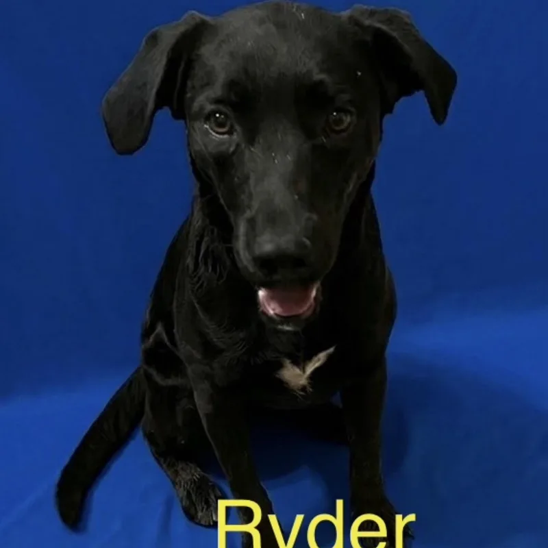 A young medium-sized male Black Labrador Retriever dog named Ryder for adoption in Queen City, TX