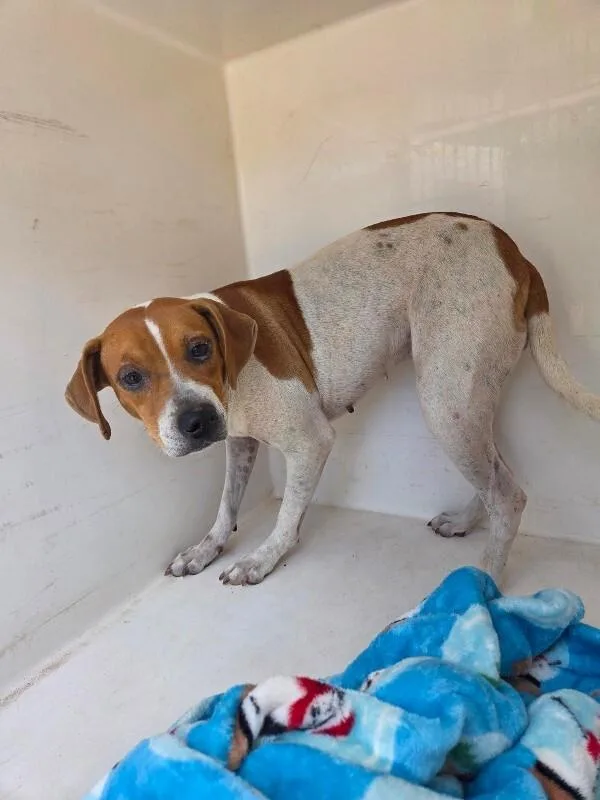 An adult medium-sized female White / Cream Mixed Breed dog named Lulu for adoption in Mobile, AL