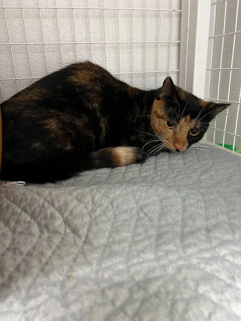 A young small-sized female Domestic Short Hair cat named Cutie Pie for adoption in Brookings, OR