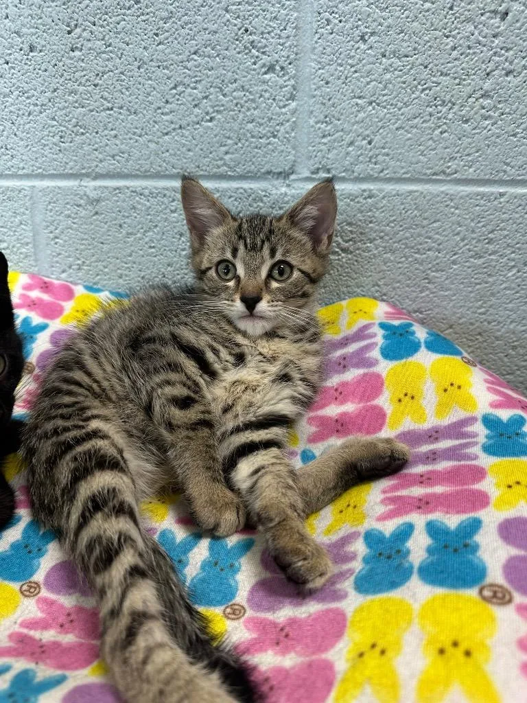 A baby medium-sized male Domestic Medium Hair cat named Ash for adoption in Johnson City, TN