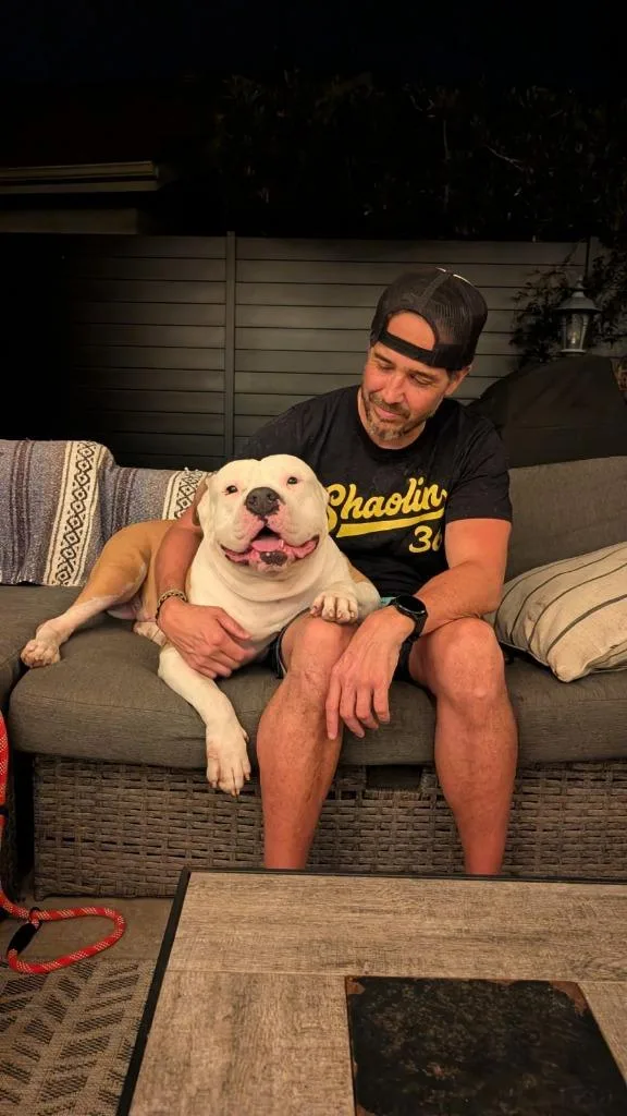 An adult large-sized male American Staffordshire Terrier dog named Oakley for adoption in San Diego, CA
