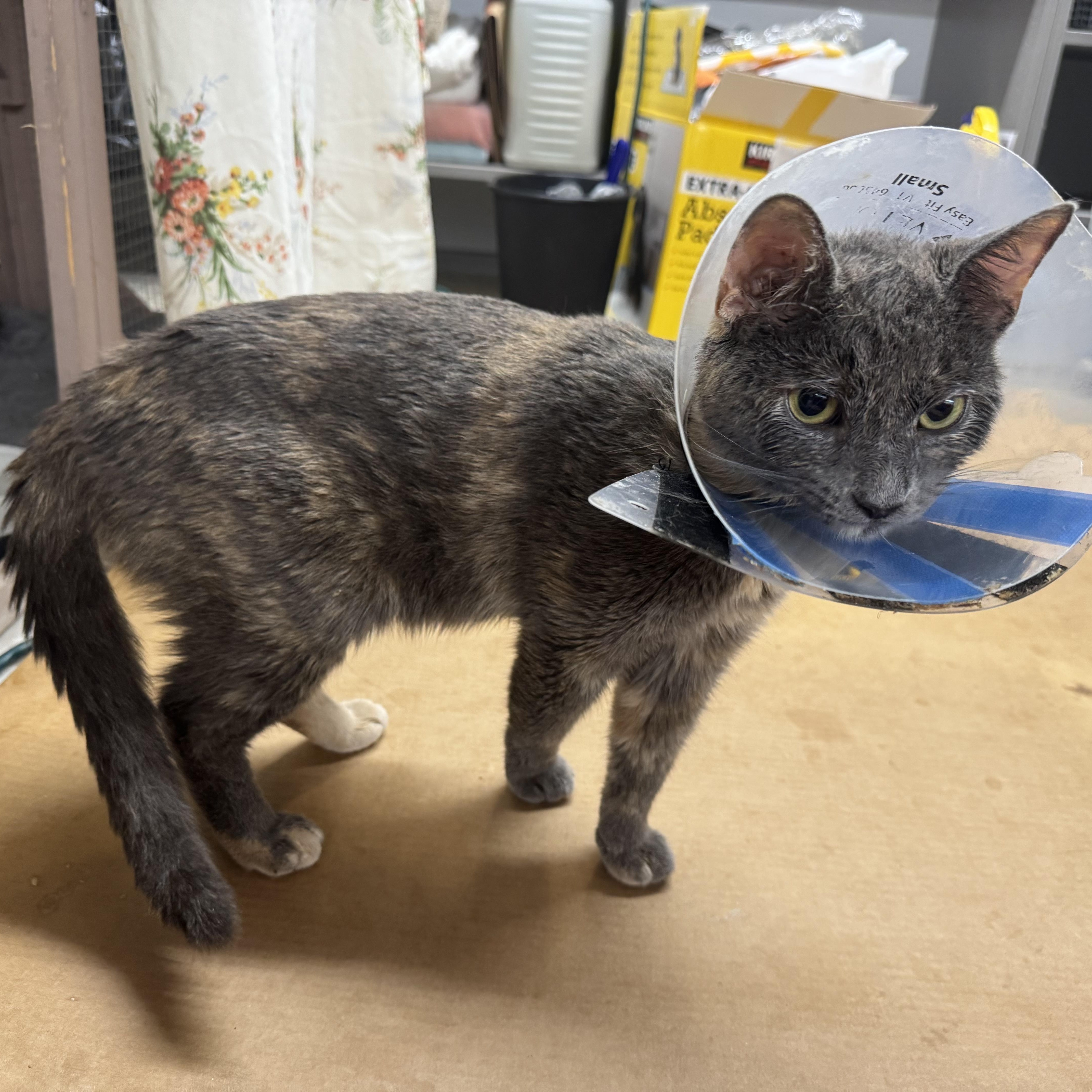 A young medium-sized female Dilute Tortoiseshell Domestic Short Hair cat named Patchy for adoption in Pittsburgh, PA