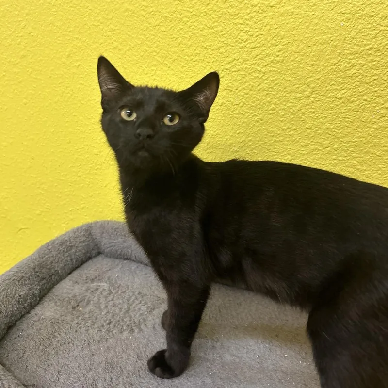 A baby small-sized male Black Domestic Short Hair cat named Snapple for adoption in Fresno, CA