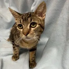 A baby medium-sized female Tabby (Gray / Blue / Silver) Tabby cat named Azure for adoption in Green Valley, AZ