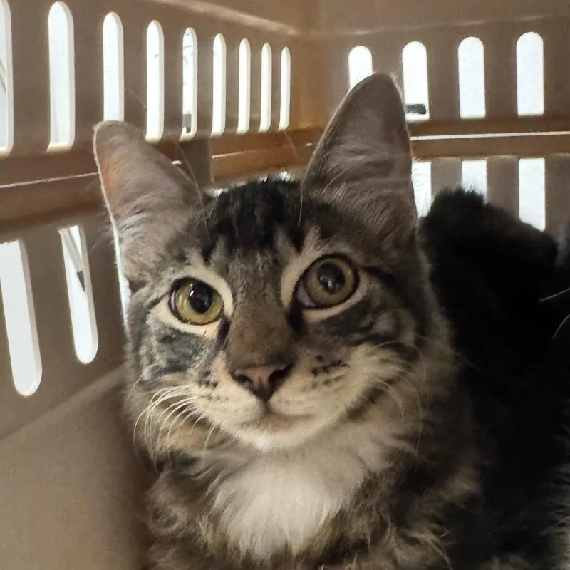 A baby medium-sized female Brown / Chocolate Domestic Short Hair cat named Autumn for adoption in Dickinson, TX