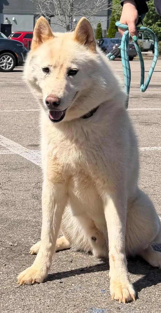 A young large-sized male Husky dog named Hatchie for adoption in Henderson, NC