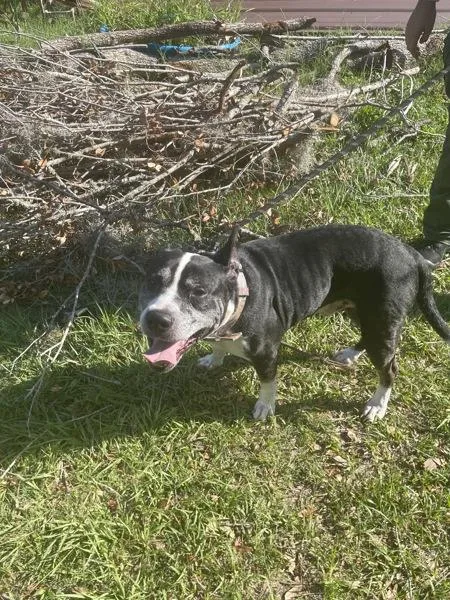 A senior medium-sized male Mixed Breed dog named Diesel for adoption in Melbourne, FL