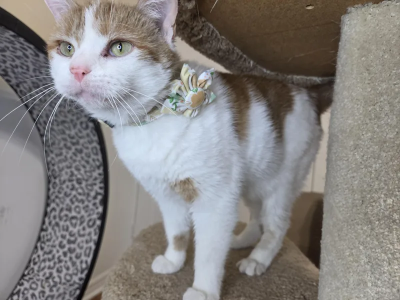 Pineapple thumbnail 2