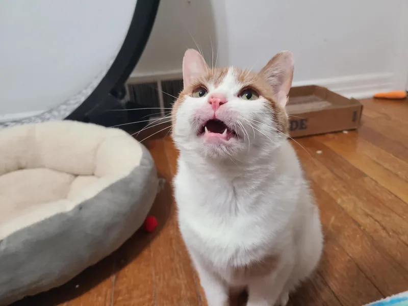 Pineapple thumbnail 4