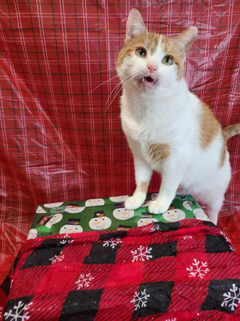 Pineapple thumbnail 5