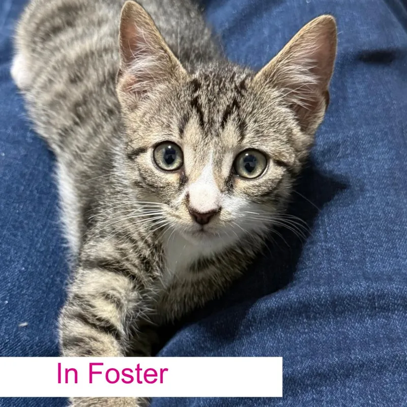 A baby small-sized male Brown / Chocolate Domestic Short Hair cat named Hickory for adoption in Chapel Hill, NC