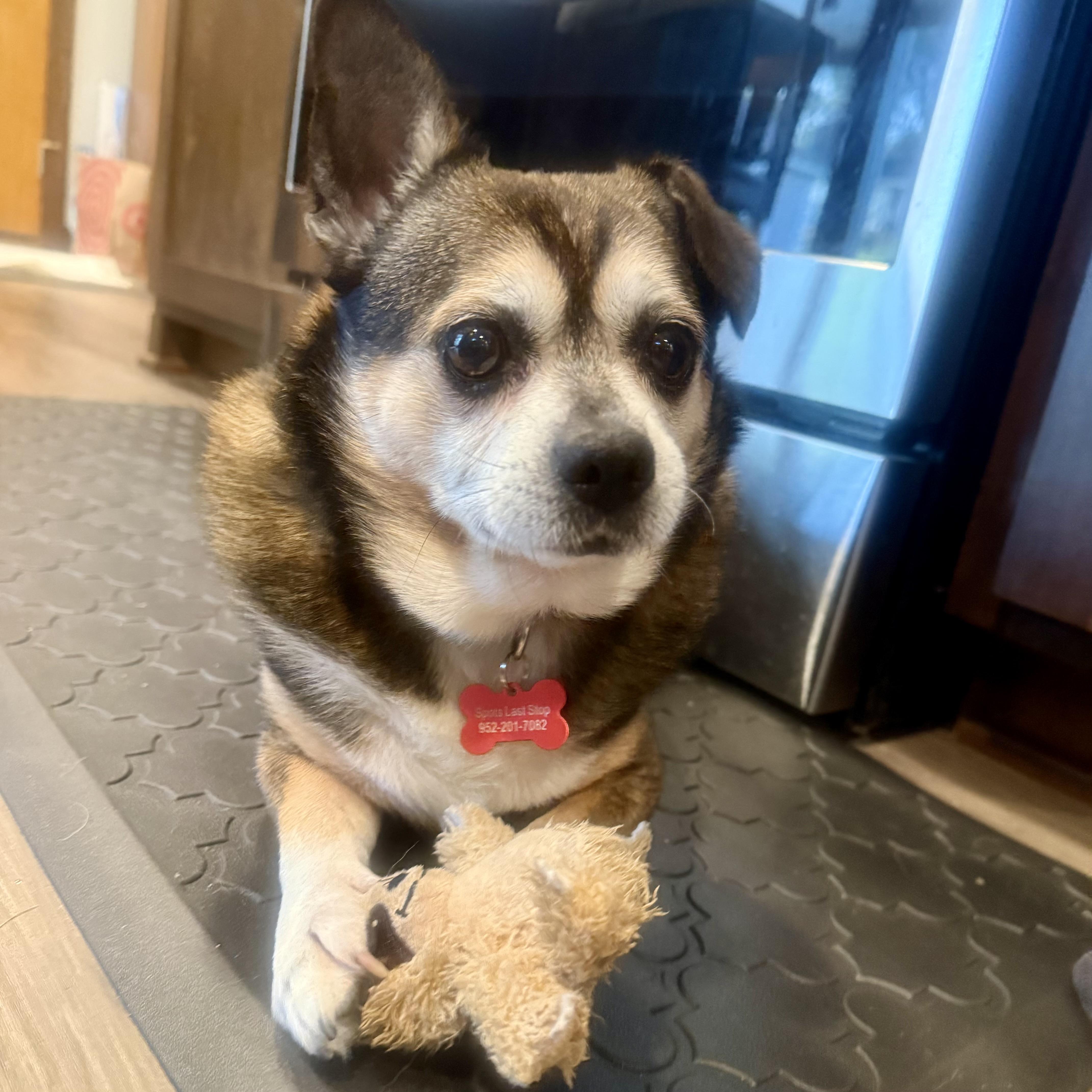 An adult small-sized male Black Chihuahua dog named Fred for adoption in Prior Lake, MN