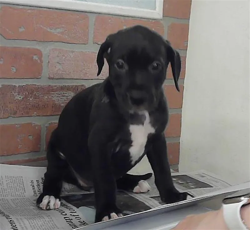 A baby small-sized female Staffordshire Bull Terrier dog named Bryn for adoption in Houston, TX
