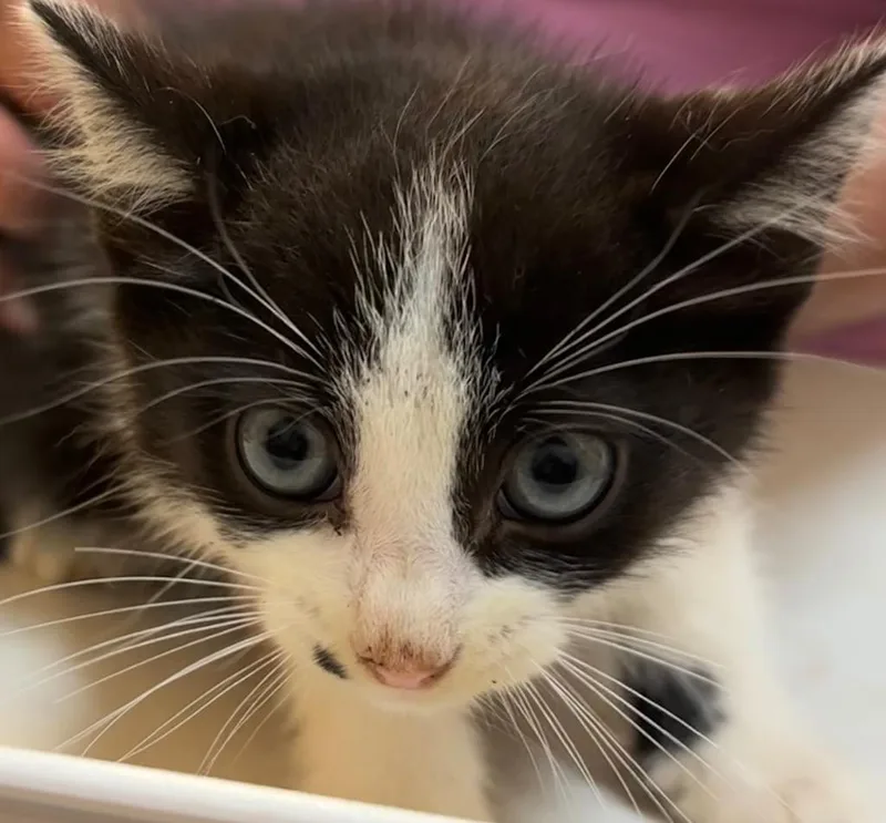 A baby small-sized male Domestic Short Hair cat named Phineas for adoption in Elizabethton, TN